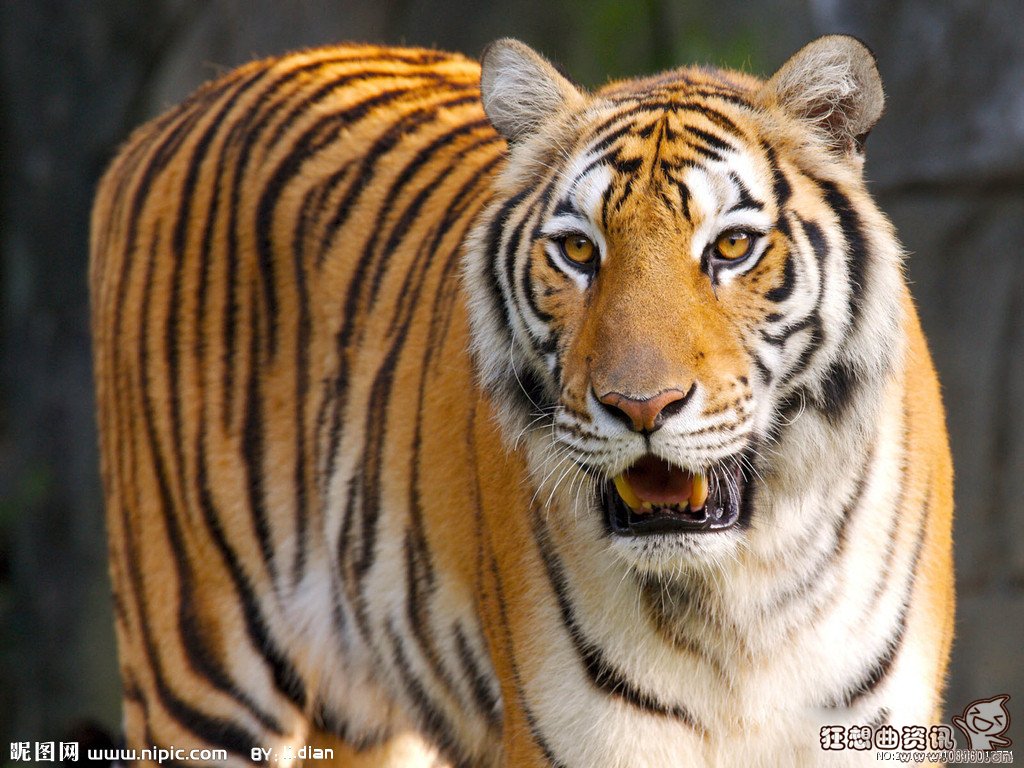 美洲豹当场咬死鳄鱼视频，美洲豹和老虎谁更厉害