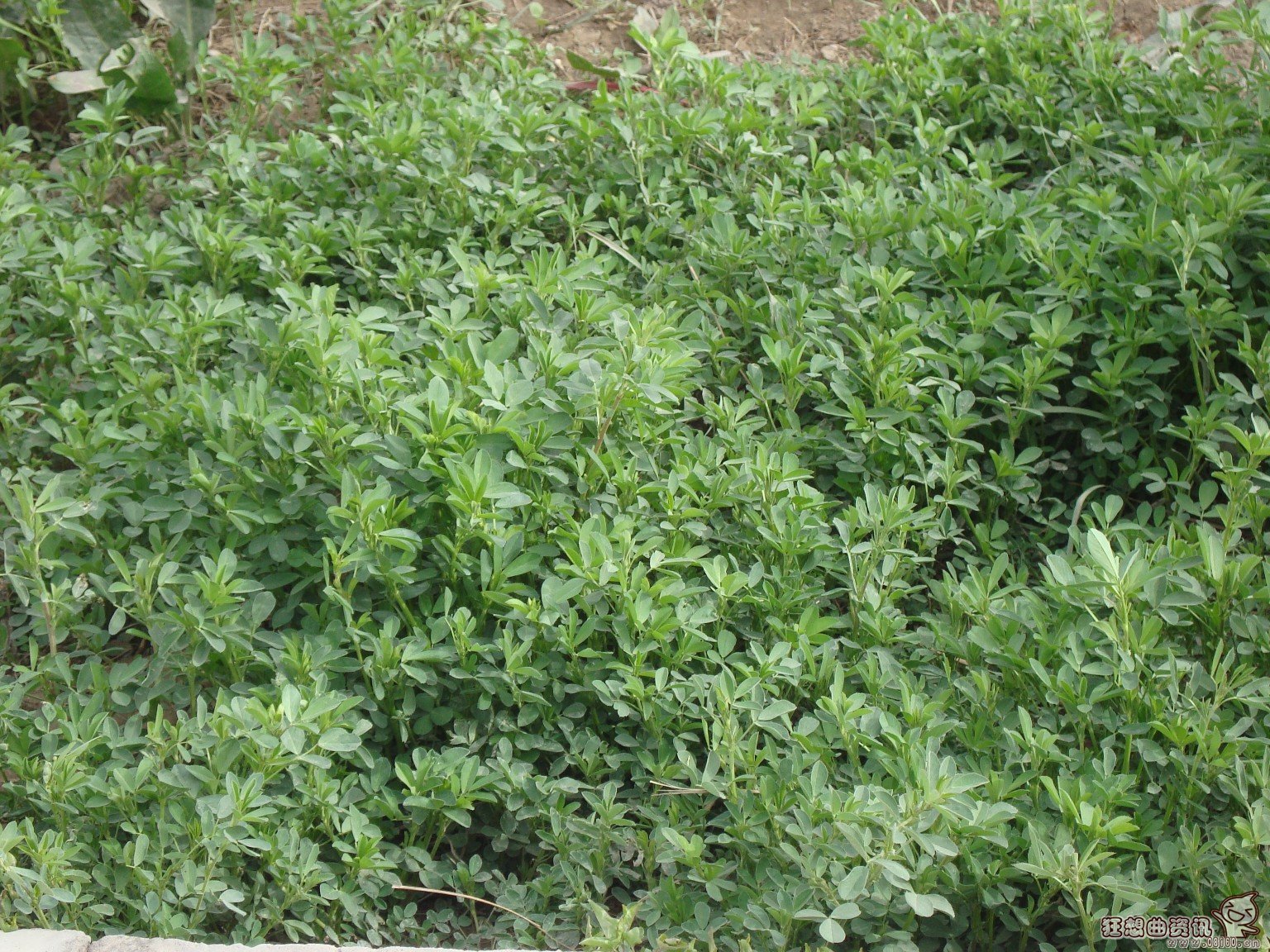 医生都抢着吃的十种野菜名单，关于吃野菜的注意事项