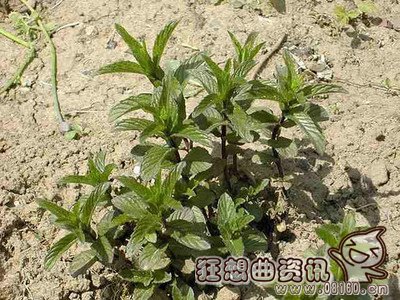 医生都抢着吃的十种野菜名单，关于吃野菜的注意事项