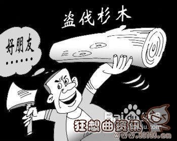 盗伐林木罪最新量刑标准，盗伐林木罪与滥伐林木罪有什么区别