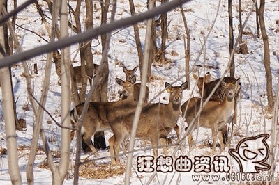 狩猎场里面可以养哪些动物，狩猎场里动物的生活纪录片