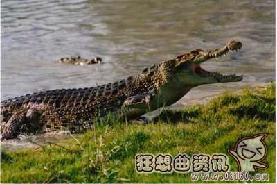 猪婆龙是什么东西，扬子鳄为什么会被叫做猪婆龙