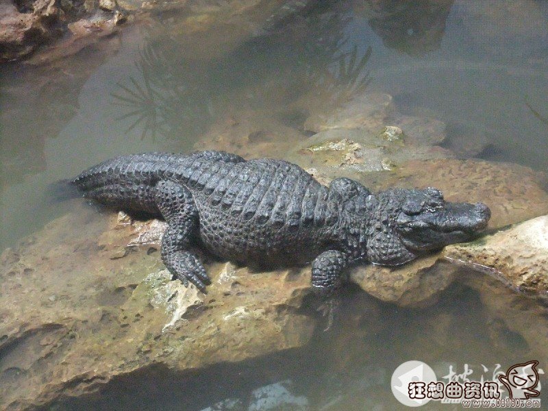 猪婆龙是什么东西，扬子鳄为什么会被叫做猪婆龙