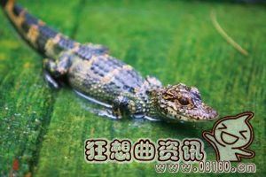 猪婆龙是什么东西，扬子鳄为什么会被叫做猪婆龙