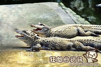 猪婆龙是什么东西，扬子鳄为什么会被叫做猪婆龙