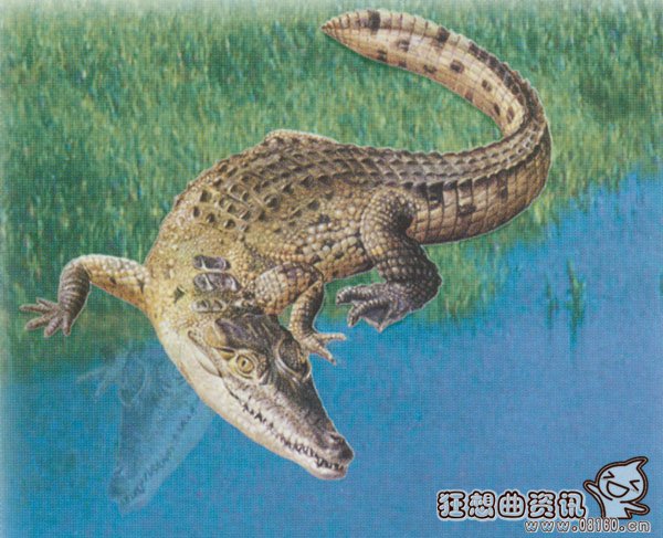 猪婆龙是什么东西，扬子鳄为什么会被叫做猪婆龙