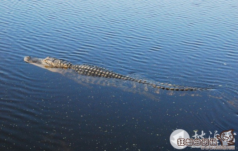 猪婆龙是什么东西，扬子鳄为什么会被叫做猪婆龙