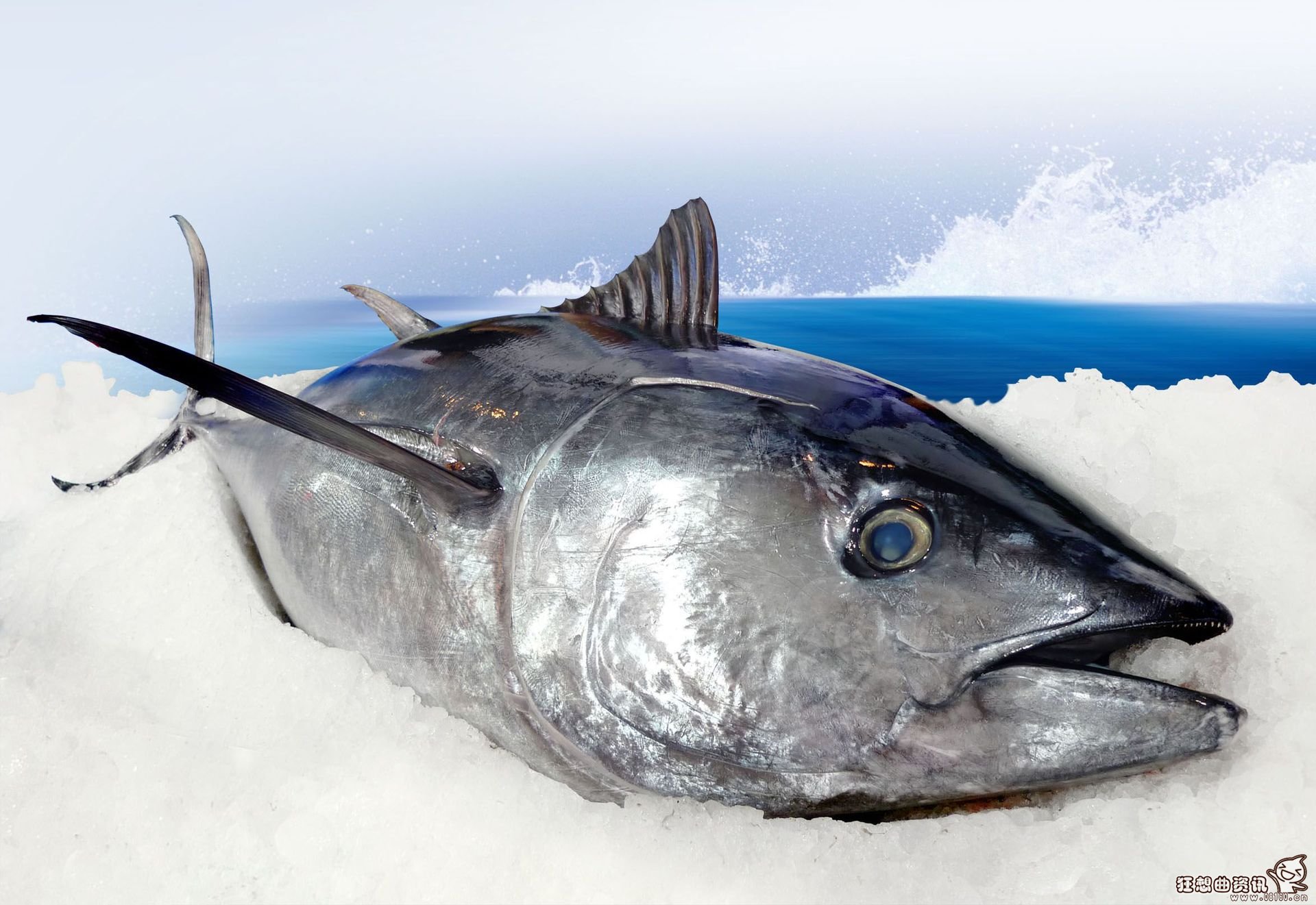 金枪鱼价格现在多少钱一斤，金枪鱼为什么会如此之贵