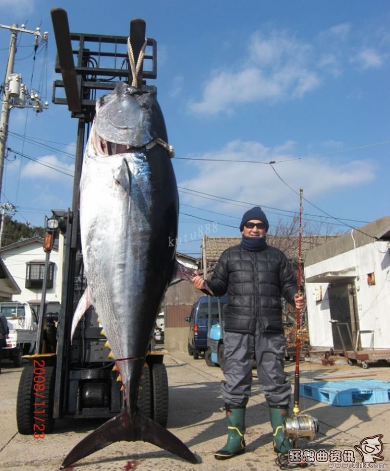 金枪鱼价格现在多少钱一斤，金枪鱼为什么会如此之贵