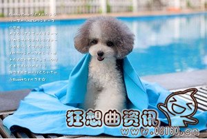 过年期间怎么把宠物带回家，过年回家宠物应该怎么安置