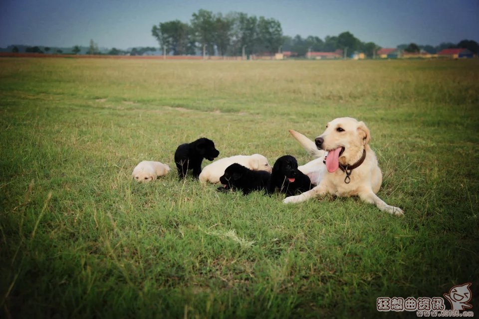 过年期间怎么把宠物带回家，过年回家宠物应该怎么安置