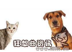 过年期间怎么把宠物带回家，过年回家宠物应该怎么安置