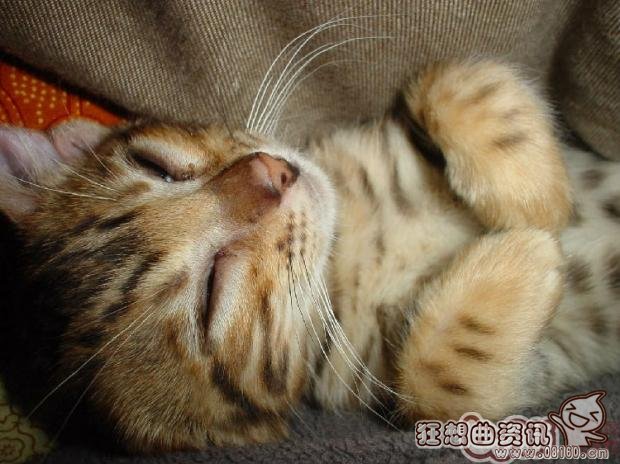 过年期间怎么把宠物带回家，过年回家宠物应该怎么安置