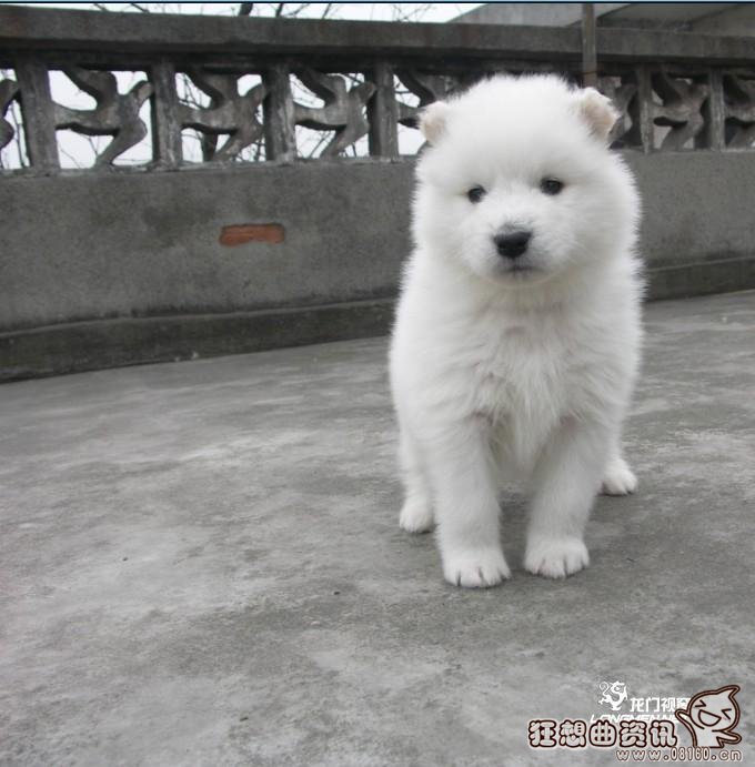 过年期间怎么把宠物带回家，过年回家宠物应该怎么安置