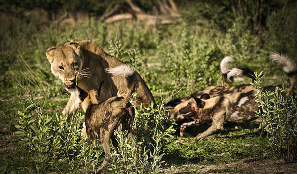 动物厮杀的惨烈真实场面，母狮与野狗厮杀
