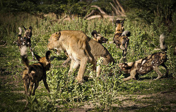 动物厮杀的惨烈真实场面，母狮与野狗厮杀
