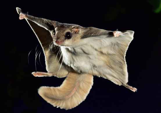 有的老鼠为什么会飞?飞天老鼠图片大全