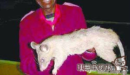 日本福岛惊现大量僵尸植物，核辐射下变异的巨鼠能吃人！