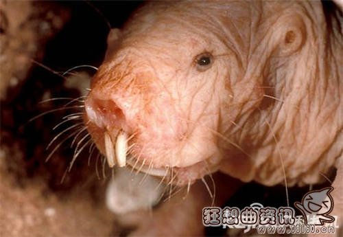 日本福岛惊现大量僵尸植物，核辐射下变异的巨鼠能吃人！