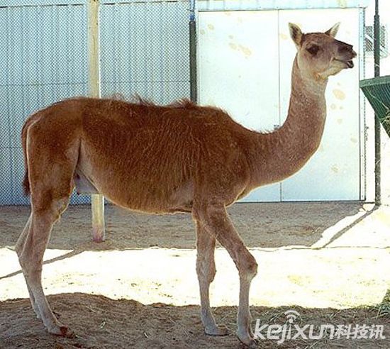 多条狗被不明生物咬死，盘点自然界十大杂交猛兽！