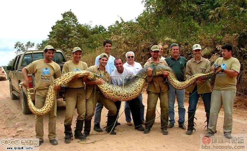 在泰国,蟒蛇被列为四宝之一.