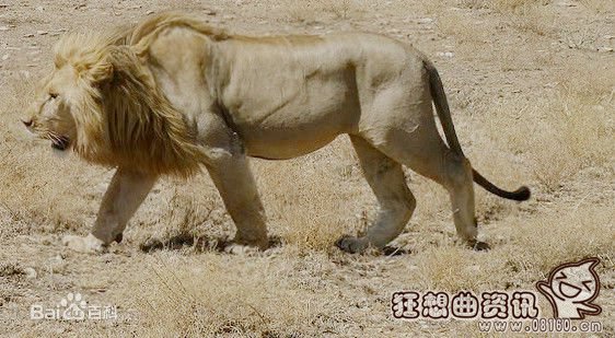 野生东北虎对比非洲狮谁厉害？老虎与狮子的祖先是一样的吗？