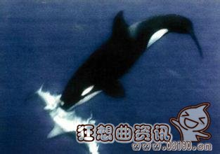 虎鲸和鲸鲨打架哪个更厉害，虎鲸和鲸鲨打架图片