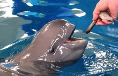 河豚与河鲀有什么区别，河豚毒素最强的部位是