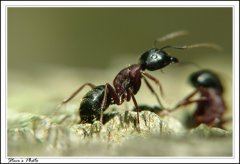 为什么白蚁打不过黑蚁，白蚁和黑蚁有什么区别