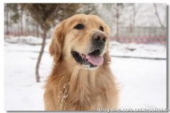 东北狗围捕野猪狗视频，东北人爱养什么样的狗