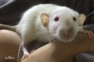 花枝鼠有狂犬病毒吗？花枝鼠是小白鼠还是仓鼠