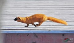 看到黄鼠狼预示着什么？有黄鼠狼进到家里了该