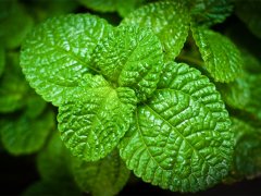 老鼠最讨厌什么气味？怎样处理老鼠的气味？