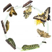 蝴蝶蜕变过程卡通图片，蝴蝶效应是什么意思？