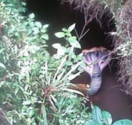 印度惊现罕见五头蛇图片，印度的蛇文化简介