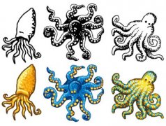 乌贼和鱿鱼有什么区别，乌贼骨都有哪些功效？