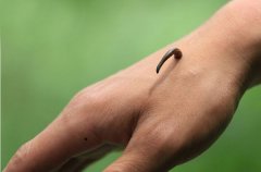 蚂蟥能钻进人的肉里面吗？蚂蟥钻入人体后该怎