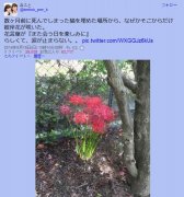 彼岸花为什么叫死人花？不少彼岸花开在坟头上