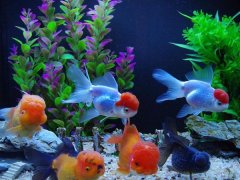 风水鱼鱼缸养几条鱼好？鱼缸里放几条鱼招财？