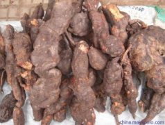 真实野生何首乌图片，何首乌为什么长得像人？