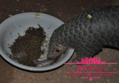 穿山甲现在可以人工养殖吗？穿山甲人工养殖视