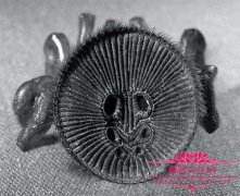 金钱活门蛛是有的毒吗？金钱活门蛛在我国发现