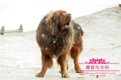 藏獒一生只认一个主人是真的吗，藏獒跟狼相比