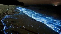 蓝眼泪现象是怎么形成的？实拍超美的蓝颜色景