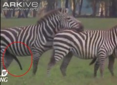 人与自然斑马野外交配视频，斑马为什么不能驯