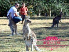 澳大利亚袋鼠肉好吃吗？袋鼠生殖能力强大澳洲
