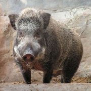 野猪和家猪可以交配产子吗，野猪为什么吃庄稼