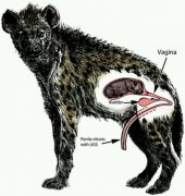 鬣狗的生殖器多少厘米？母性鬣狗的生理构造图