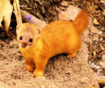 在农村黄鼠狼进家是吉还是凶，为什么农村人害