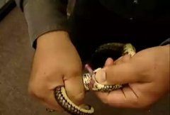 蛇为什么有两个丁丁？蛇的丁丁样子和交配方式